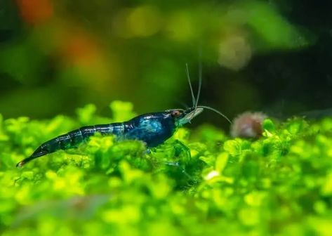 Crystal Shrimp, Takashi Amano, Freshwater Shrimp, Ghost Shrimp, Red Cherry Shrimp, Amano Shrimp, Tiger Shrimp, Cherry Shrimp, Community Tanks