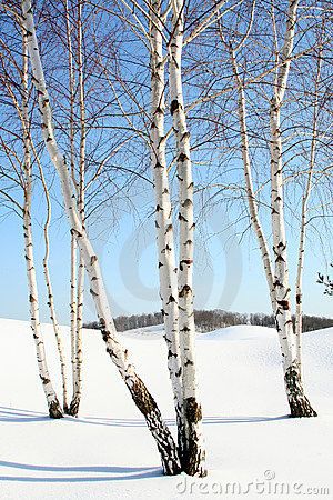 Birch Trees in the Winter by Nancy Kennedy, via Dreamstime Birch Tree Photography, 자작나무 그림, Birches Painting, Nails Healthy, White Birch Trees, Birch Tree Art, December Nails, Birch Tree Painting, Winter Szenen