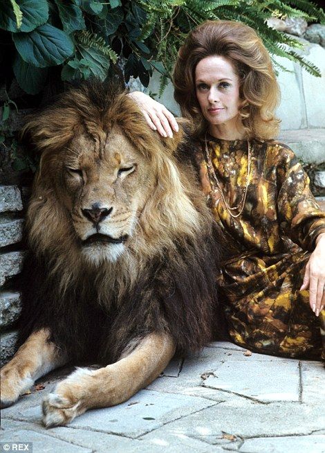 Catnap: Neil dozes while star of The Birds Tippi Hedren poses with huge animal Pet Lion, Tippi Hedren, Melanie Griffith, Lion Art, Arte Fantasy, Jolie Photo, Cat Nap, Animal Planet, Exotic Pets