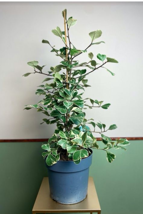 Sweetheart Tree (Ficus triangularis) Pruning Plants, Plant Pests, Ficus Elastica, Plant Diseases, Propagating Plants, Pretty Plants, Water Plants, Fertility, Plant Care