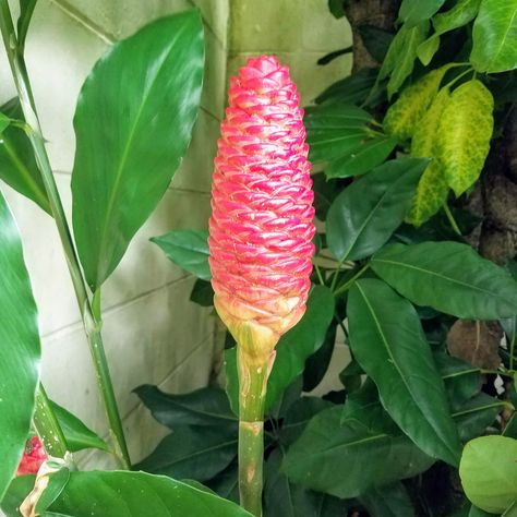 Ginger Shampoo or Awapuhi randomly appeared in my yard. Ginger Shampoo, Fruits To Grow, Gardening Tools Names, Start A Vegetable Garden, Garden From Scratch, Gardening At Home, Easy Gardening, Gardening Tips For Beginners, Gardening Tips And Tricks