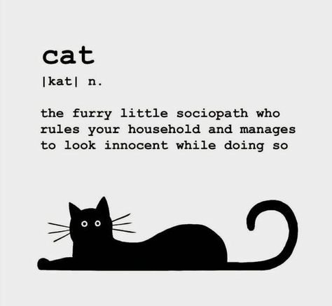 Cat Definition, Definition Design, Cat Comics, A Black Cat, Decorative Wood, Cat Facts, Cat Posters, Cat Quotes, Funny Cute Cats