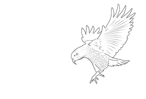 kea_01 New Zealand Animals, Birds Drawings, Kea Bird, Nz Birds, New Zealand Birds, Web Design Mobile, Birds Art, Bird Tattoo, Birds Tattoo