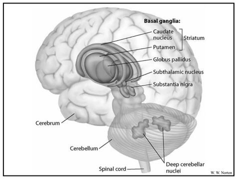 basal ganglia structures: caudate nucleus, putamen, globus pallidus, subthalamic nucleu, substantia negra Esoteric Anatomy, Caudate Nucleus, Substantia Nigra, Basal Ganglia, Power Of Knowledge, Limbic System, Spinal Cord, Sociology, Neuroscience