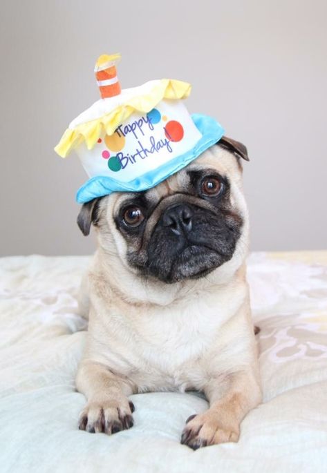 Happy Birthday Pug, Birthday Pug, Birthday Dogs, Happy Birthday Dog, Happy Birthday Art, Dog Birthday Party, Funny Dog Memes, Birthday Wishes Quotes, Pugs Funny