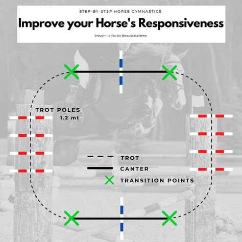 ⏩A great exercise to have a responsive horse, listening to and respecting the aids! 🐴✅ . HOW TO: 👉Start with the two sets of trot poles… | Instagram Horse Transition Exercises, Trot Pole Exercises, Pole Excercise Horses, Ground Work Exercises Horse, Trot Pole Exercises For Horses, Horse Exercises Flatwork, Horse Pole Exercises, Flatwork Exercises Horses, Polework Exercises Horse