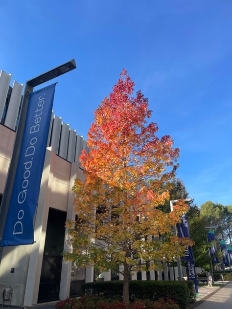 #campus #university #esade #barcelona #erasmus Barcelona University, Uni Aesthetic, Campus University, Beautiful Tree, Study Abroad, Barcelona, Spain, University