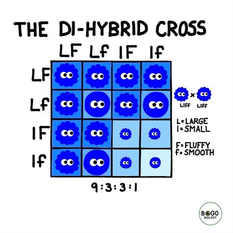 Genetics Notes Biology, Biology Notes Genetics, Genetics For Elementary Students, Dihybrid Cross, Mendelian Genetics, Genetic Algorithm, Genetic Variation, Biology Classroom, Simple Health