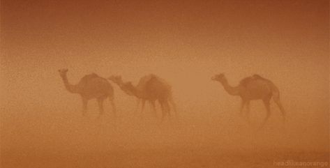 Camels Animals Doing Funny Things, Desert Aesthetic, Frame By Frame Animation, The Last Kingdom, Animation Artwork, Banner Gif, Magic Eyes, Motion Design Animation, Animated Images