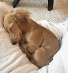 Daschund Puppies, Doxie Puppies, Dachshund Breed, Dachshund Funny, Miniature Dachshunds, Dapple Dachshund, Long Haired Dachshund, Weenie Dogs, Dachshund Puppies