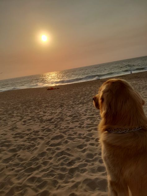 Vacation With Dog, Dogs At The Beach, Affirmation Of The Day, Golden Days, I Love The Beach, Dog Wallpaper, Dog Beach, Golden Retriever Puppy, Beach Lovers