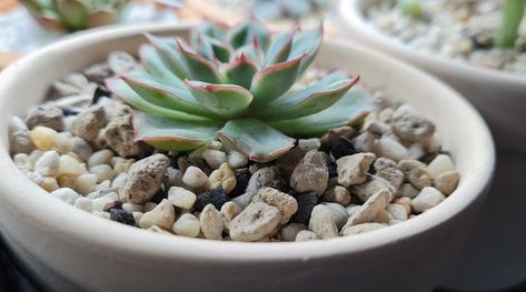 Can You Plant Succulents in Rocks? Will They Actually Grow? Planting Succulents In Rocks, Repotting Succulents, Suculent Plants, Pebble Garden, Plant Succulents, Lotus Plant, Succulent Garden Design, Succulent Centerpieces, Succulent Soil