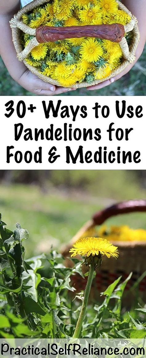 Dandelion Uses, Edible Wild Plants, Foraged Food, Food Medicine, Dandelion Recipes, Herbs For Health, Wild Edibles, Flower Food, Wild Food