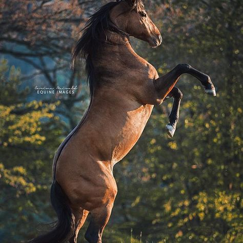 Horse Buckskin, Unusual Horse, Buckskin Horse, Horse Markings, Horse Rearing, Horse Art Drawing, Andalusian Horse, American Quarter Horse, Horse World