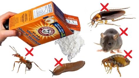 How To Use Baking Soda To Kill Pests Diy Baking Soda, Kill Roaches, Getting Rid Of Mice, Kill Ants, Baking Soda Water, Soda Brands, Growing Hydrangeas, Baking Soda Uses, Baking Soda Shampoo