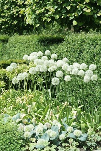 Allium 'Mont Blanc' (Ornamental Onion) White Perennial Flowers, Mont Blanc Dessert, Spring Bulbs Garden, Ornamental Onion, White Flowers Garden, Garden Well, Allium Flowers, Late Summer Flowers, Townhouse Garden