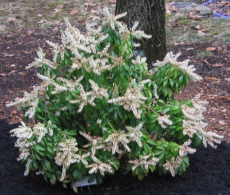 Small Evergreens, Japanese Pieris, Pinterest Plant, Pieris Japonica, Magnolia Stellata, Evergreen Shrubs, Tree Hugger, Photo Location, New Leaf