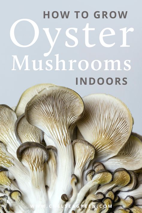 Image of oyster mushrooms. Text reads: How to Grow Oyster Mushroom Indoors. Add oyster mushrooms to the list of foods that can be grown indoors! This fungus can grow almost anywhere–from a log to a straw. Plus, you can pick the size of your oyster mushrooms from a wide variety, both big and small. Homestead Food, Garden Homestead, Edible Landscape, List Of Foods, Garden Mushrooms, Oyster Mushrooms, Farm Garden, Edible Landscaping, Living Off The Land