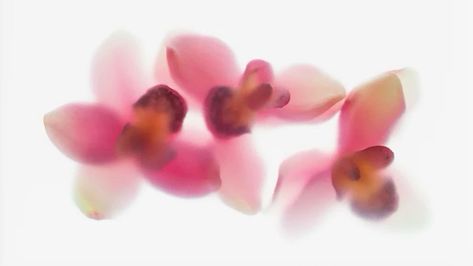 Orchid Desktop Wallpaper, Orchid Wallpaper Laptop, Orchid Laptop Wallpaper, Aesthetic Wallpaper Macbook Air, Flower Wallpaper Laptop, Macbook Lockscreen, Aesthetic Wallpaper Macbook, Wallpaper Macbook Air, Orchid Wallpaper