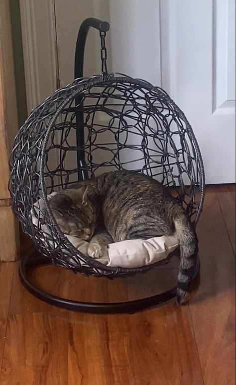 Cats Essentials, Hera Cabin, Cat Chair, Hanging Cat Bed, Diy Pet Bed, Sunroom Ideas, Basket Chair, Fall Decorating Ideas, Cat Seat