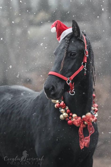 Friesian Horse With Santa Hat, Horse Photography Poses, Winter Horse, Christmas Horse, Horse Costumes, Christmas Horses, Horse Wallpaper, Oh Oh, Friesian Horse