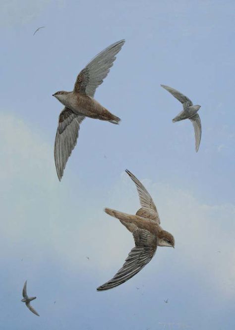 Chimney Swift Tattoo, Chimney Swift, Ontario Birds, Swift Tattoo, Swift Bird, Bird Ideas, Sufjan Stevens, Chimney Sweep, Swallows