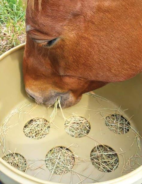 Horse Slow Feeder Safety – The Horse Diy Hay Slow Feeder For Horses, Slow Feeders For Horses, Horse Slow Feeder, Hay Feeder For Horses, Horse Feeder, Horse Age, Horse Hay, Hay Bag, Neck Problems