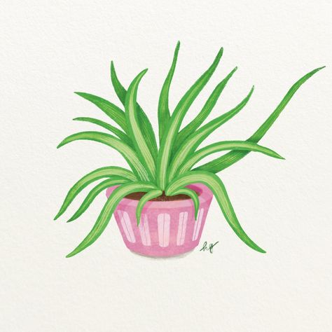 House Plant Drawing - Spider Plant The Spider Plant is widely known as one of the most adaptable houseplants that can be grown in various conditions. Perhaps that's why I haven't raised one yet, but I recall seeing it frequently. Over 30 years ago, NASA included it in their air purification study due to its excellent air purifying ability. Despite its ordinary appearance, the Spider Plant is a hero-like plant as it keeps the air purifying and leaves a low carbon footprint, so I prefer to c... House Plant Drawing, Drawing Spider, Spider Plant, Air Purifying, Plant Drawing, Spider Plants, Low Carbon, The Spider, House Plant