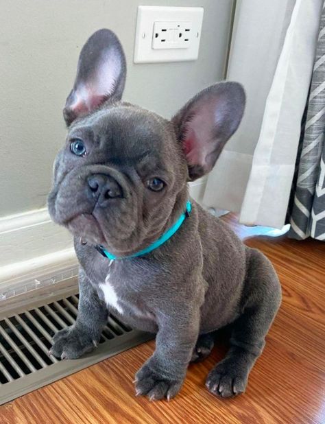 Blue French Bulldog Full Grown, French Pitbull, Gray French Bulldog, France Bulldog, Toy French Bulldog, Lilac French Bulldog, Frenchie Shirt, Mini French Bulldogs, Blue French Bulldog