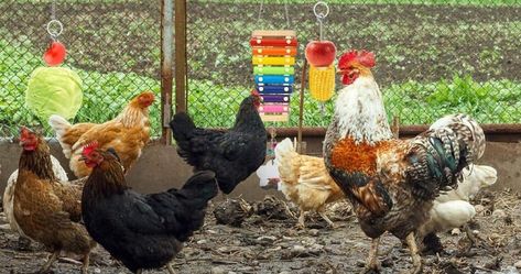 The 22 Best Chicken Toys for a Happy Flock Things For Chickens To Play With, Chicken Yard Toys, Chicken Boredom Buster Diy Toys, Chicken Tire Toy, Chicken Bike Wheel Toy, Poultry Feed, Chicken Toys, Chicken Owner, Kitty Baby