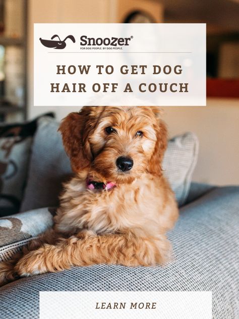 How To Get Dog Hair Off Couch, Keep Dog Off Couch, Cleaning Pet Hair, Clean Couch, Keep It Clean, Clean Sofa, Pet Advice, Couch Fabric, Diy Couch