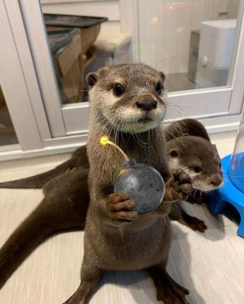 Otters seem to make slides for fun. They will often slide down a muddy bank into the water, climb out, and do the whole thing again. Otter Facts, Otters Cute, Baby Otters, Sea Otters, Animal Icon, Unusual Animals, Rare Animals, Sea Otter, Silly Animals