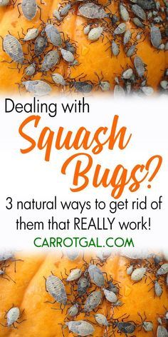 Dealing with squash bugs? Here are 3 natural ways to get rid of them that REALLY work. #gardeningproblems #squashbugs #vegetablegarden | Carrotgal.com Table Pallet, Slugs In Garden, Lawn Pests, Squash Bugs, Garden Bugs, Garden Insects, Garden Vegetables, Garden Pest Control, Organic Vegetable Garden