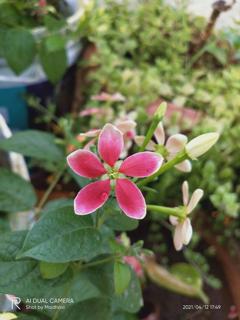 madhumalti flowers Madhumalti Flower, Planting Flowers, Natural Beauty, India, Plants, Flowers, Photography, Beauty, Quick Saves