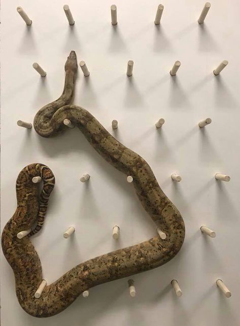 Corn Snake Enclosure Ideas Diy, Snake Cage Ideas Ball Python, Bioactive Snake Enclosure, Ball Python Enrichment, Snake Tank Ideas, Snake Terrarium Ideas, Ball Python Terrarium Ideas, Snake Habitat Ideas, Reptile Enrichment