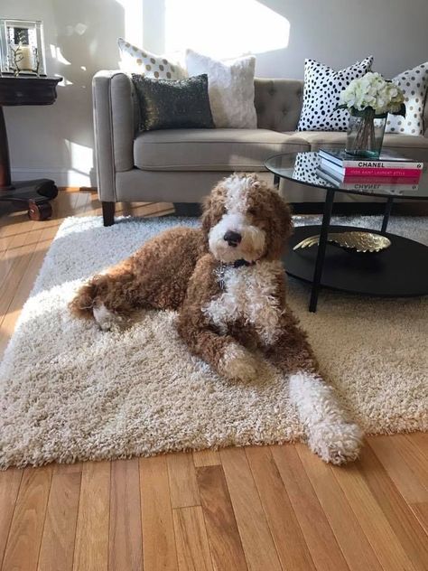 Golden Doodle White And Brown, Goldendoodle Curly Hair, Large Goldendoodle, Tuxedo Goldendoodle, Parti Goldendoodle, Goldendoodle Standard, Mini Goldendoodle Full Grown, F1bb Goldendoodle, Merle Goldendoodle