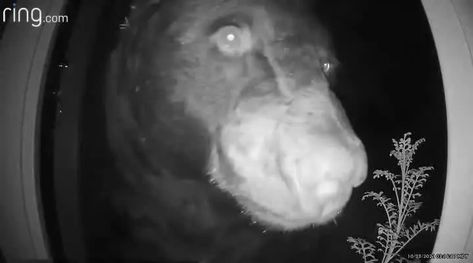 A bear was caught on camera earlier this week trying to find its way into a home. Door Camera, Bear Walking, Bull Elk, Doorbell Camera, Electric Fence, Ring Doorbell, Caught On Camera, How To Attract Birds, Middle Of The Night