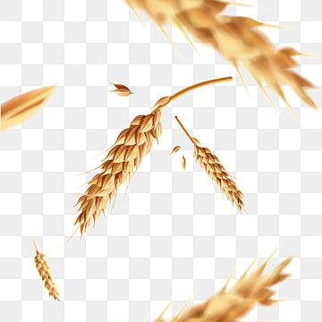 wheat,realistic,bread,ear,food,yellow,vegetarian,whole,flour,organic,bunch,background,white,nature,isolated,advertising,natural,plant,gold,food vector,gold vector,plant vector,nature vector,wheat vector,bread vector,vegan Wheat Vector, Beer Background, Beer Advertisement, Nature Font, Empty Picture Frames, Sun Background, Gold Clipart, Initials Logo Design, Web Design Marketing