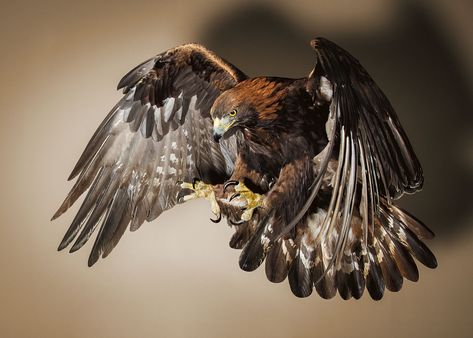 A Golden Eagle in strike mode. Golden eagles are one of the best-known birds of prey in the Northern Hemisphere. These birds are dark brown, with lighter golden-brown plumage on their napes. Golden eagles use their agility and speed combined with powerful feet and massive, sharp talons to snatch up a variety of prey, mainly hares, rabbits, small rodents and squirrels. Archival pigment print on smooth matt Hahnemühle Photo Rag 308 gsm heavyweight art paper. Brown Eagle, Eagle Hunting, Aigle Royal, Harpy Eagle, Eagle Images, Eagle In Flight, Golden Eagles, Angel Artwork, Painting Competition