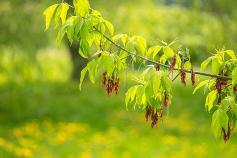 Acer Garden, Coral Bark Maple, Elder Tree, Acer Rubrum, Box Elder, Landscape Designs, How To Attract Birds, Clay Soil, Buy Plants