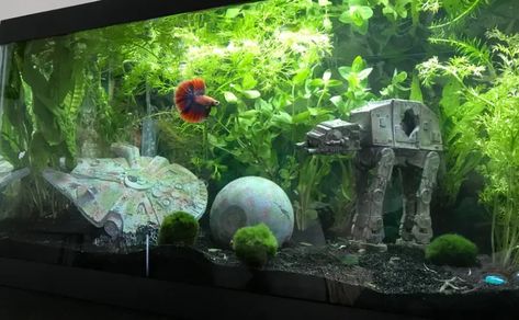 Creating The Perfect Star Wars Fish Tank | Total Fish Tank Star Wars Aquarium, Cool Fish Tank Decorations, Fish Tank Themes, Jellyfish Tank, Cool Fish Tanks, Betta Aquarium, Fish Tank Design, Fresh Water Fish Tank, Betta Tank