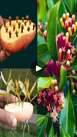 Clove Plant, Cloves Spice, Growing Plants, Fruit Trees, How To Grow, Garden Inspiration, Container Gardening, Garden Plants, To Grow