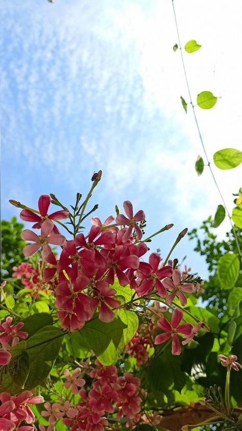 Plants, Flowers