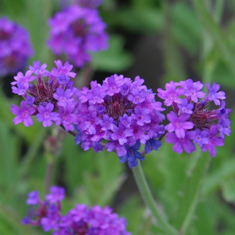 verbena rigida Red Verbena, Purple Verbena, Verbena Plant, Heat Tolerant Plants, Hanging Plants Diy, Late Summer Flowers, Plant Care Guide, Plants For Hanging Baskets, Mauve Purple