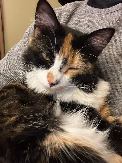 Mainecoon Cat Calico, Calico Cat Aesthetic, Long Hair Calico Cats, Calico Cat Heterochromia, Diluted Calico Kitten, Muted Calico Cat, Calico Cats, Cat Anatomy, Types Of Animals