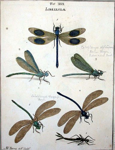 Moses Harris: An exposition of English insects ... minutely described, arranged, and named, according to the Linnaean system London: 1782 Sp Coll q512 Dragonfly Illustration, Dragonfly Drawing, Nature Illustrations, Animals Illustration, Vintage Dragonfly, Dragonfly Prints, Dragonfly Earrings, Insect Art, Scientific Illustration