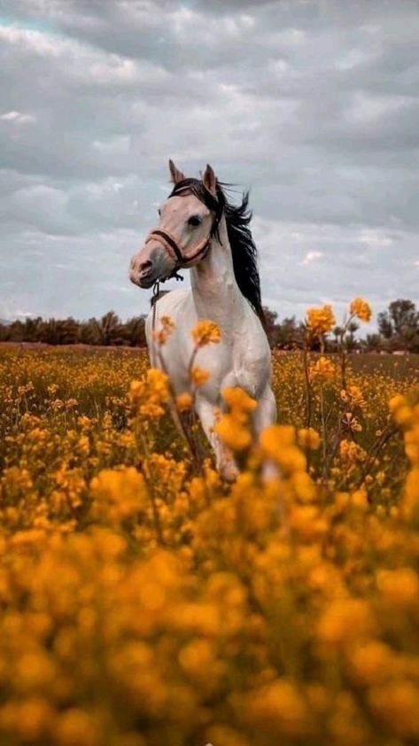 Wallpaper Gatos, Equestrian Pictures, Horse Background, Cute Horse Pictures, Horse Wallpaper, Most Beautiful Horses, Horse Aesthetic, Hobby Horse, Pretty Animals