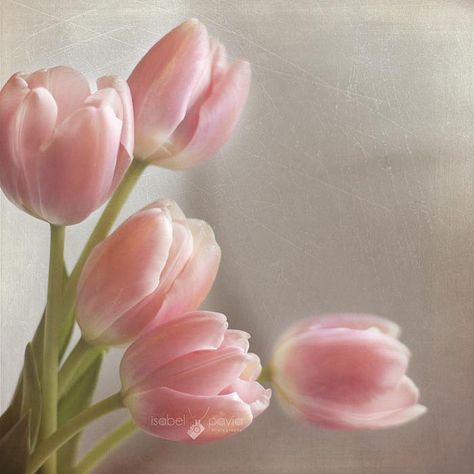 A breath of fresh air.... | Flickr - Photo Sharing! Tulip Painting, Beautiful Flowers Photos, A Breath Of Fresh Air, White Tulips, Flower Phone Wallpaper, Pink Tulips, Breath Of Fresh Air, Tulips Flowers, Flower Lover