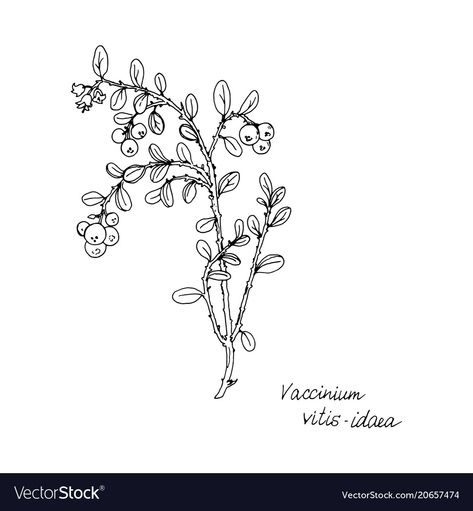 Lingonberry Drawing, Lingonberry Tattoo, Woodland Embroidery, Drawing Plants, Tattoo Concepts, Plant Drawing, Hand Drawn Illustration, Drawn Illustration, Medicinal Plants