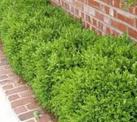 Wintergreen Korean Boxwood ( Buxus ) Brick Landscape Edging, Korean Boxwood, Green Velvet Boxwood, Boxwood Landscaping, Front Yard Flowers, Landscaping Shrubs, Wall Makeover, Sloped Garden, Landscape Edging